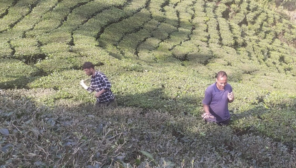 चिया निर्यात ४६ प्रतिशतले वृद्धि