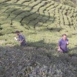 चिया निर्यात ४६ प्रतिशतले वृद्धि