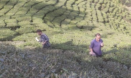 चिया निर्यात ४६ प्रतिशतले वृद्धि