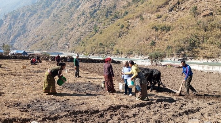 मनाङमा सामूहिक खेतीबाट आत्मनिर्भर बन्दै महिला