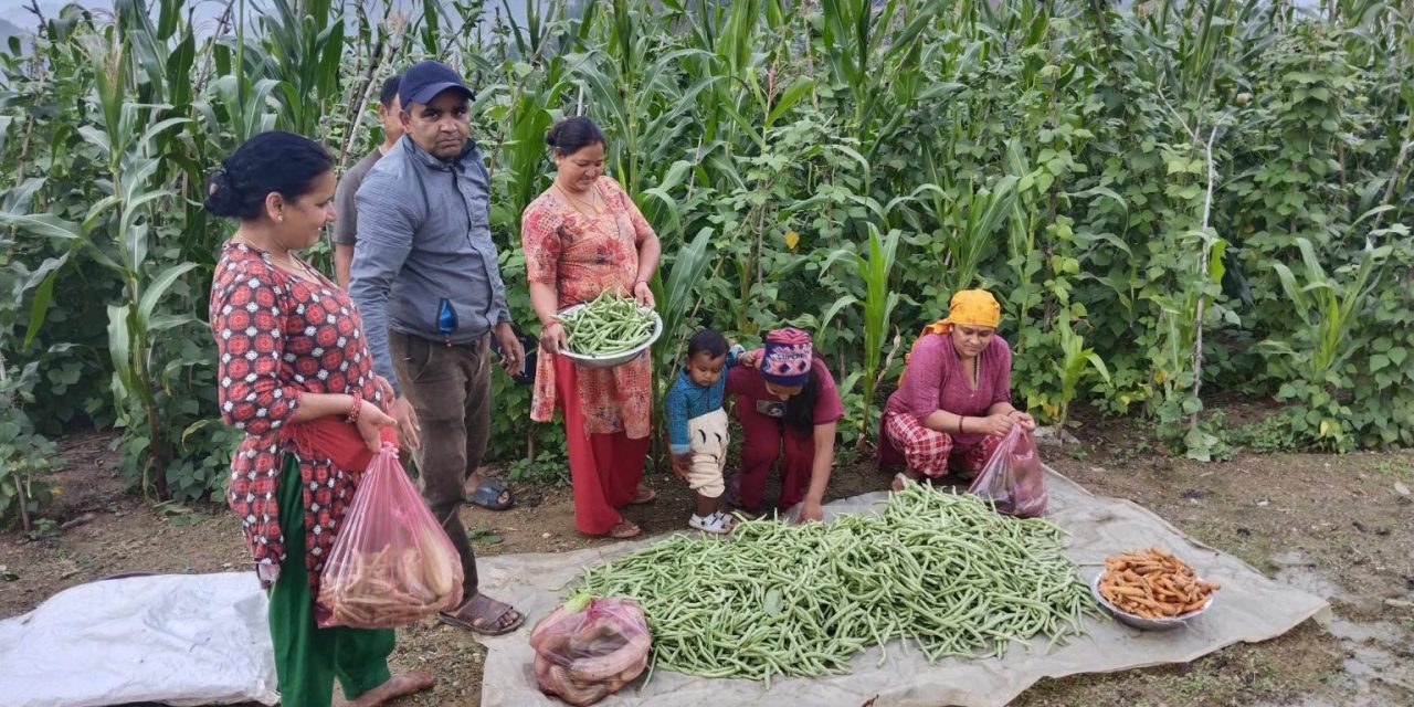 खडेरीले पनि रोकेन तरकारी खेती गर्ने गुल्मी सेउघाका कृषकलाई