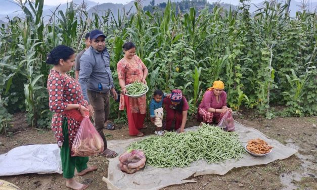खडेरीले पनि रोकेन तरकारी खेती गर्ने गुल्मी सेउघाका कृषकलाई