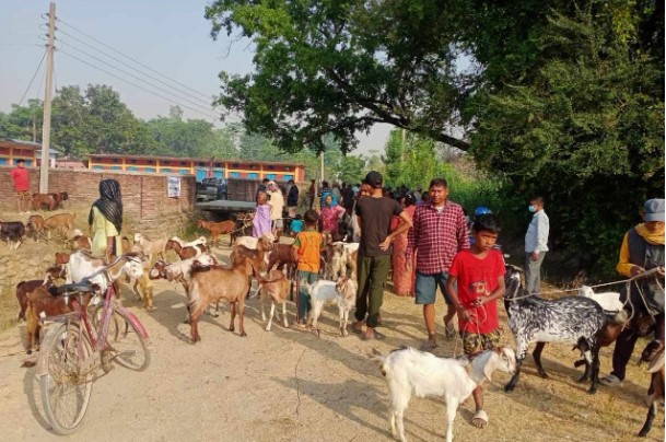 सात हजार पशुपन्छीको उपचार