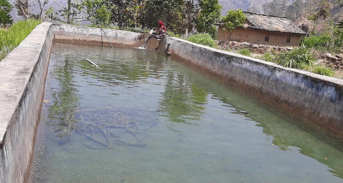 पोखरीमा पानी संकलन गरेर सागसब्जी फलाउँदै कैलालीका किसान