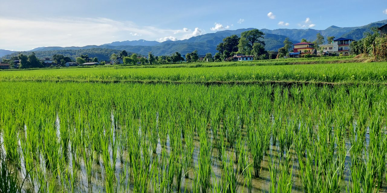 बारामा ६२ हजारभन्दा बढी हेक्टरमा खेती
