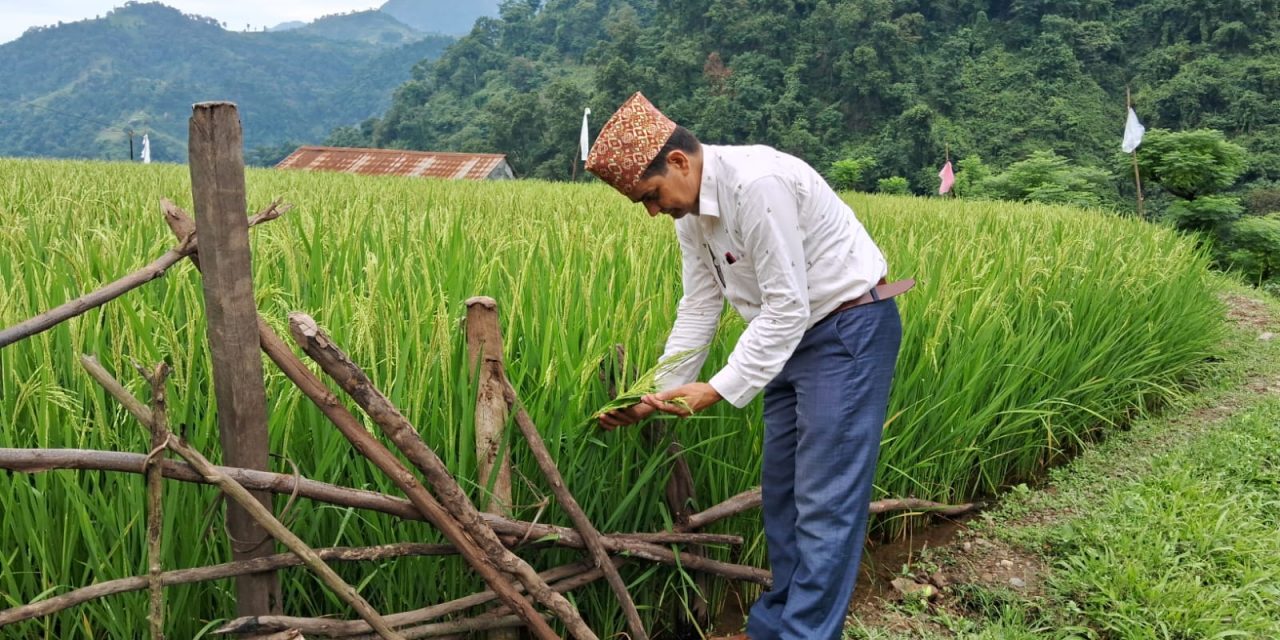 चेपाङ गाउँका खेतमा झुल्यो लहलह धान