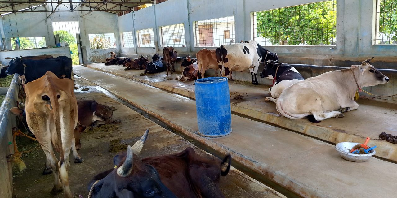 स्वामित्व विवादले गौशालाको अस्तित्व सङ्कटमा
