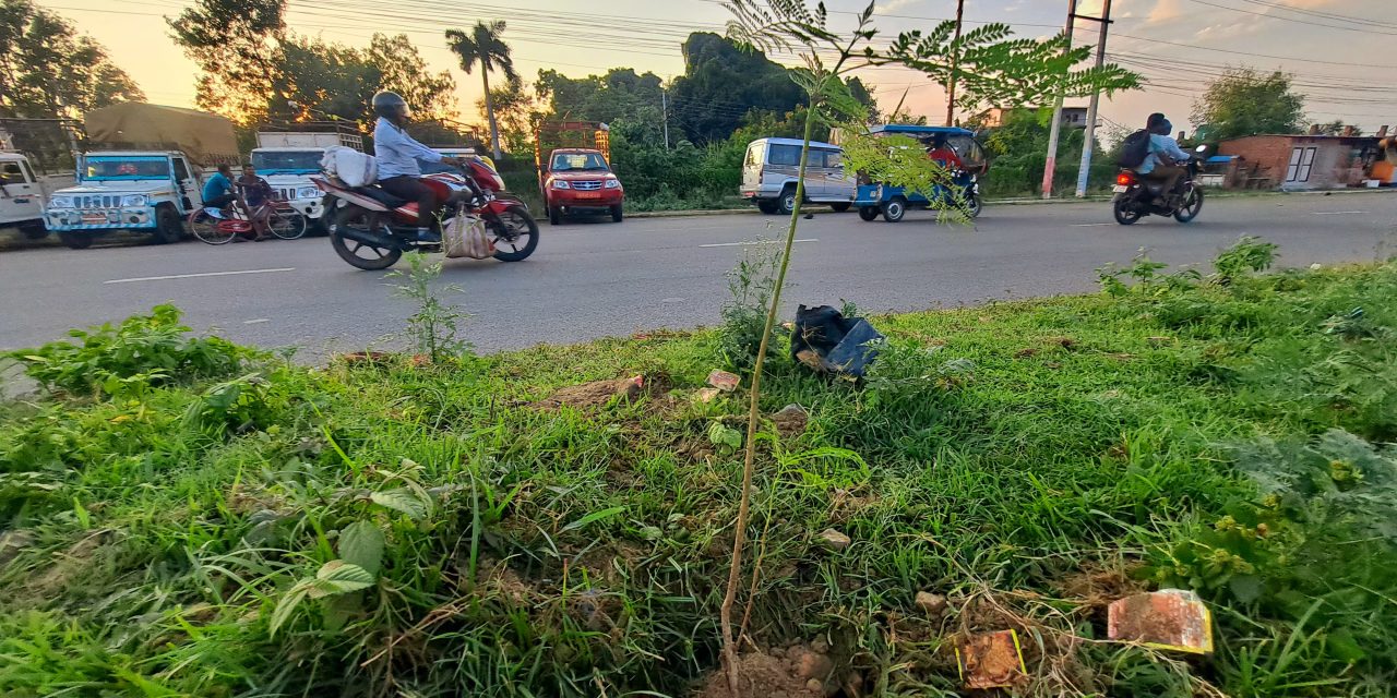 नेपालगञ्जको सडकमा रोपिए जकरान्दाको बिरुवा