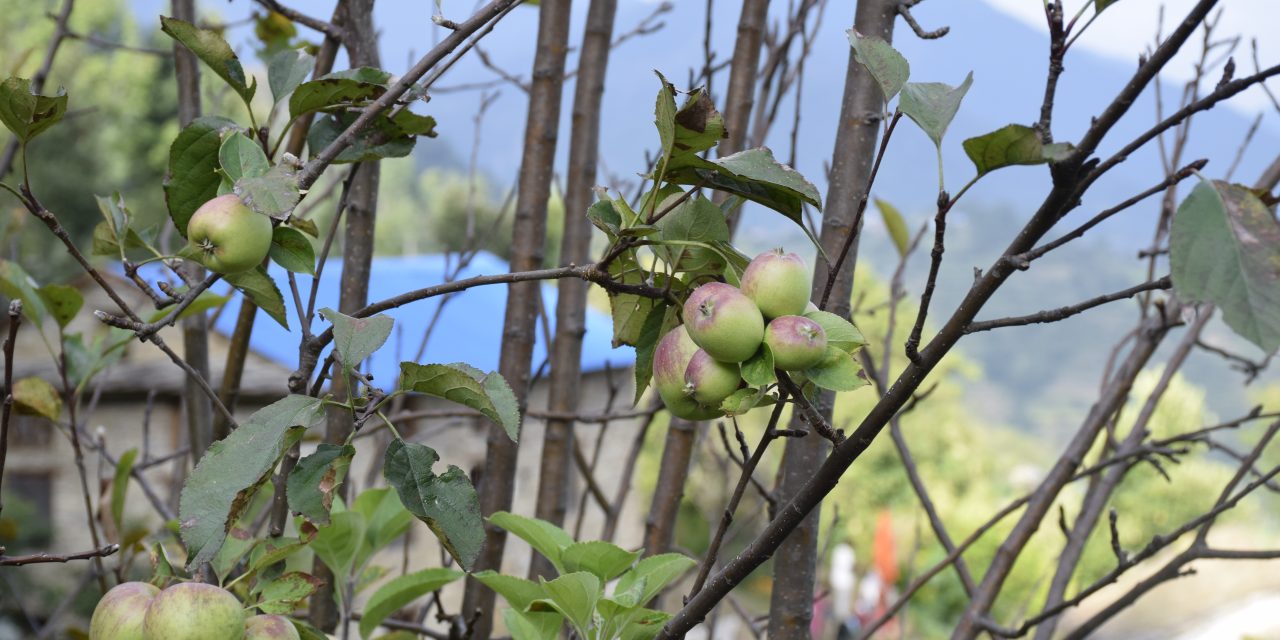एक वर्षमा दुई पटक फल्यो बझाङी स्याउ