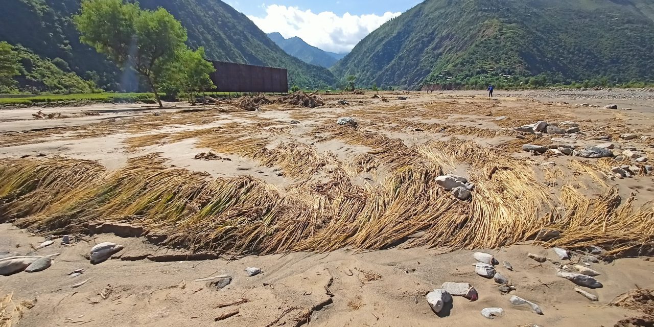 बेमौसमी वर्षाले पर्वतमा धानबालीमा क्षति