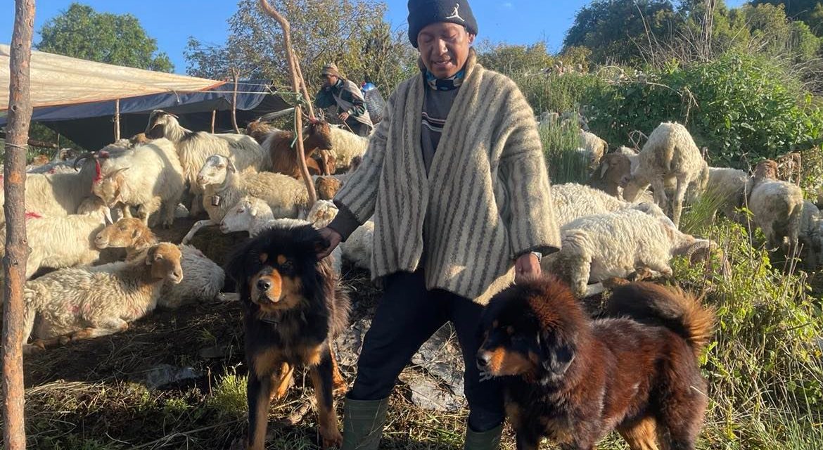 भेडीगोठदेखि घरको सुरक्षामा वफादार कुकर