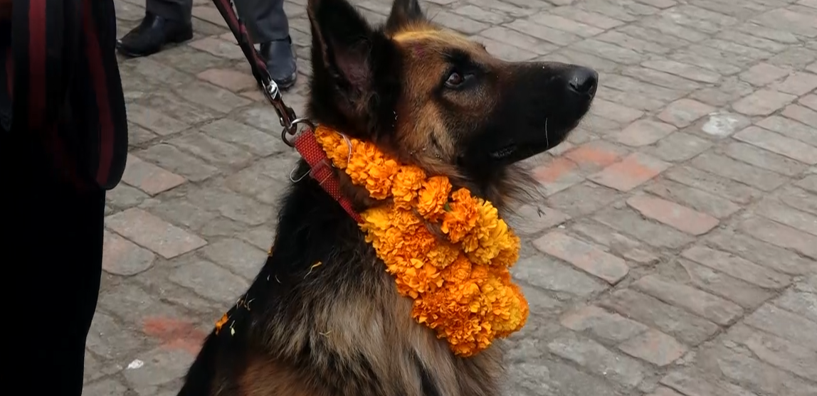 नेपाली सेनाद्वारा कुकुर पूजा सम्पन्न
