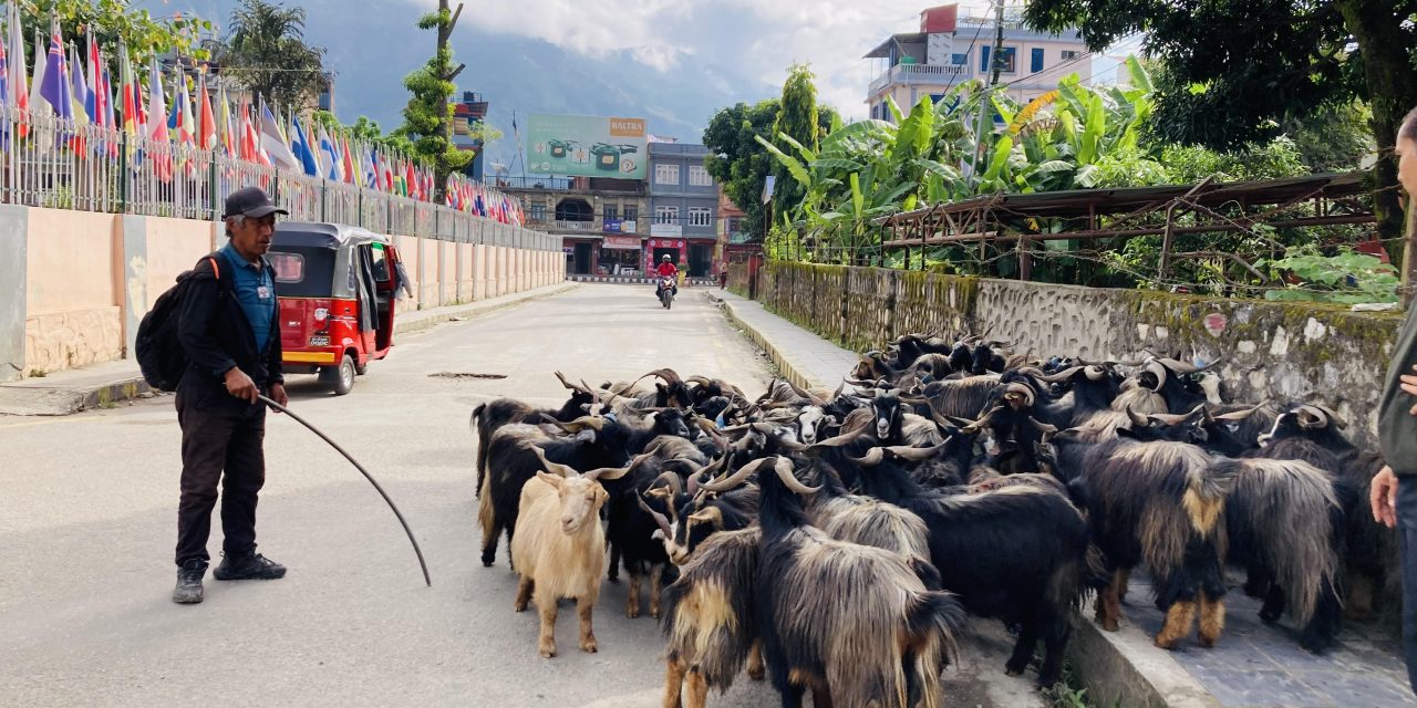 भाउ सस्तिएपछि च्याङ्ग्राको व्यापार बढ्यो