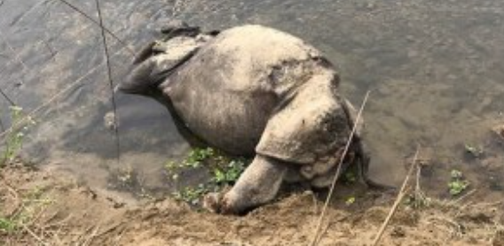 कात्तिकमा मात्रै चारवटा गैँडा मृत भेटिए