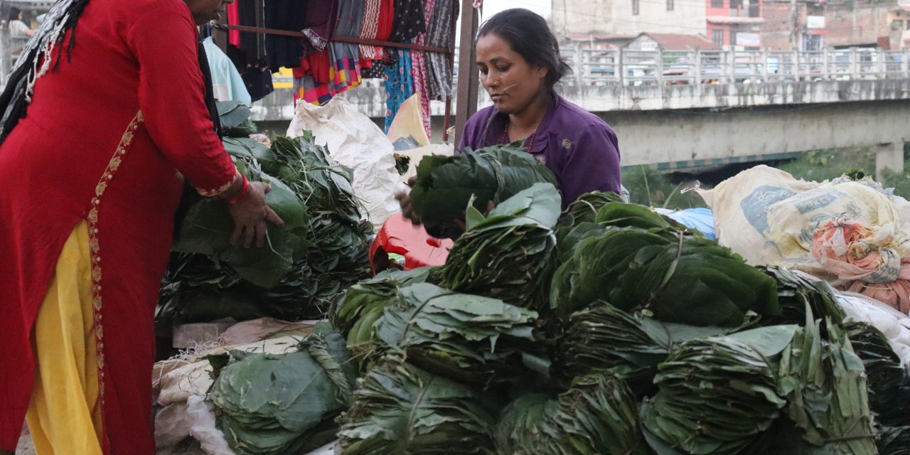 सालको पात बेचेर खर्च जुटाउँदै महिला