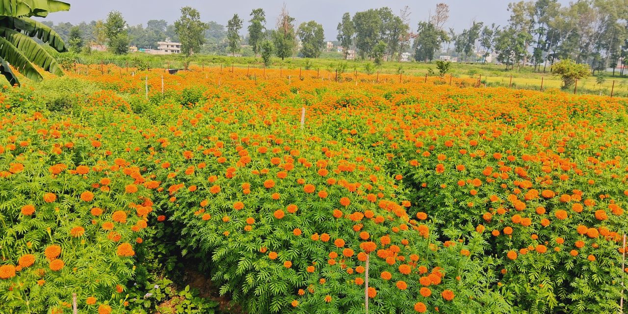 तिहारका लागि फूल तयार