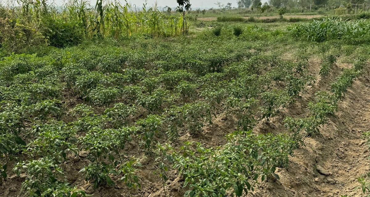 बगर खेतीले फेरिँदै जीवन