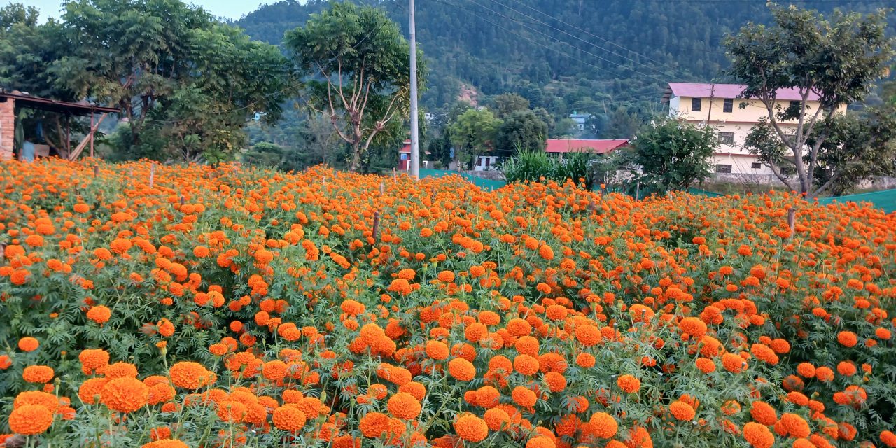 एउटै फार्मबाट दुई लाखको फूल बिक्री