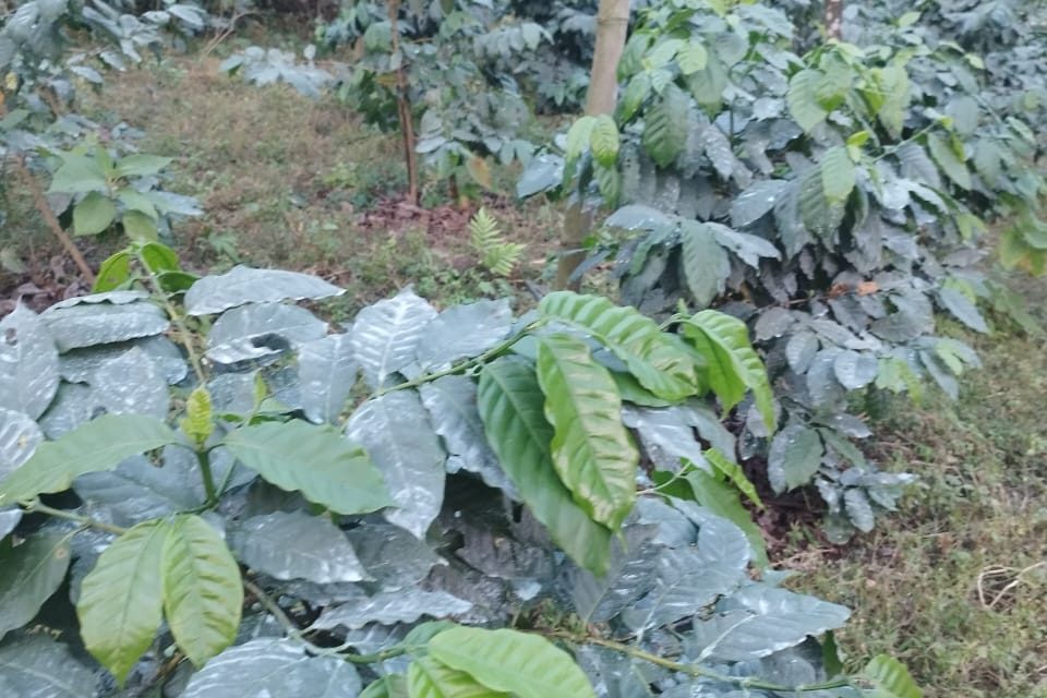 लेटाङमा व्यावसायिक कफीखेती, एकै वडाका १२० परिवार खेतीमा तल्लीन