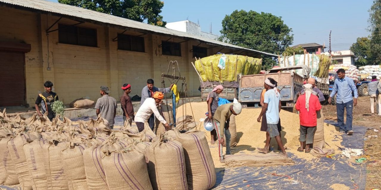 किसानद्वारा ११ करोडको धान बिक्री