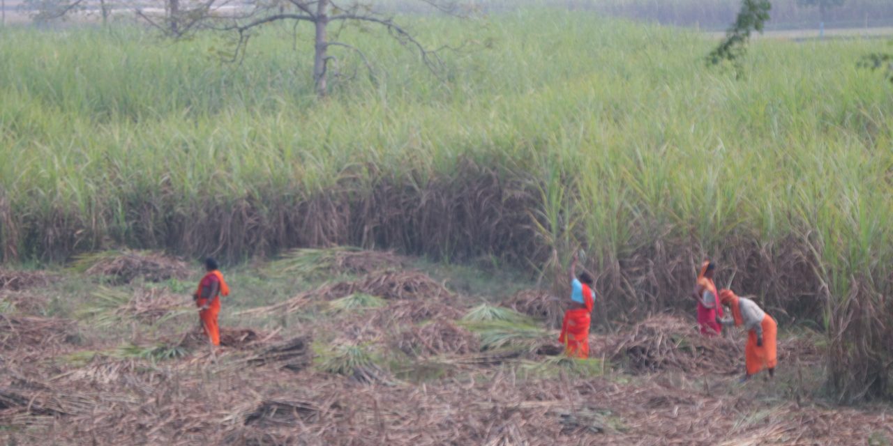 पुनः नगदेबालीको पहिचान बनाउँदै उखुखेती