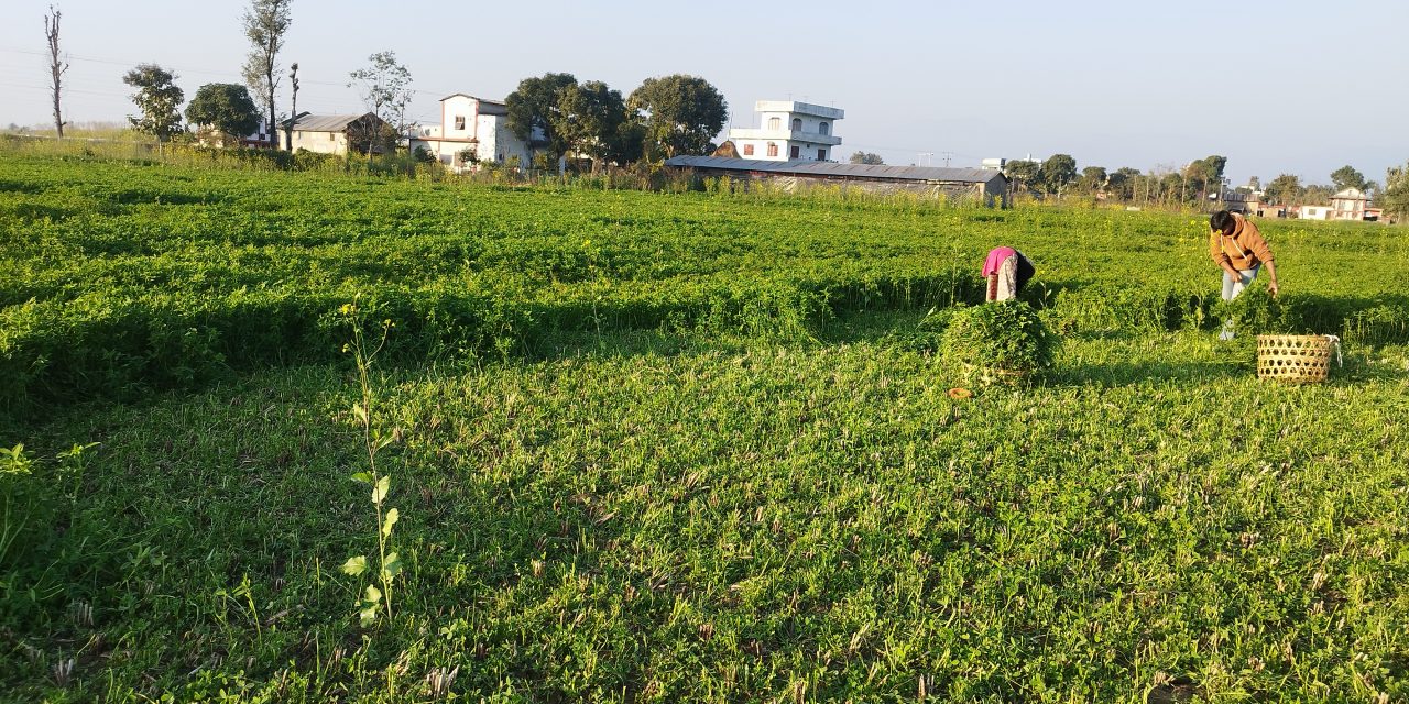 बर्सिम घाँसखेतीले पशुपालक किसानलाई सहज