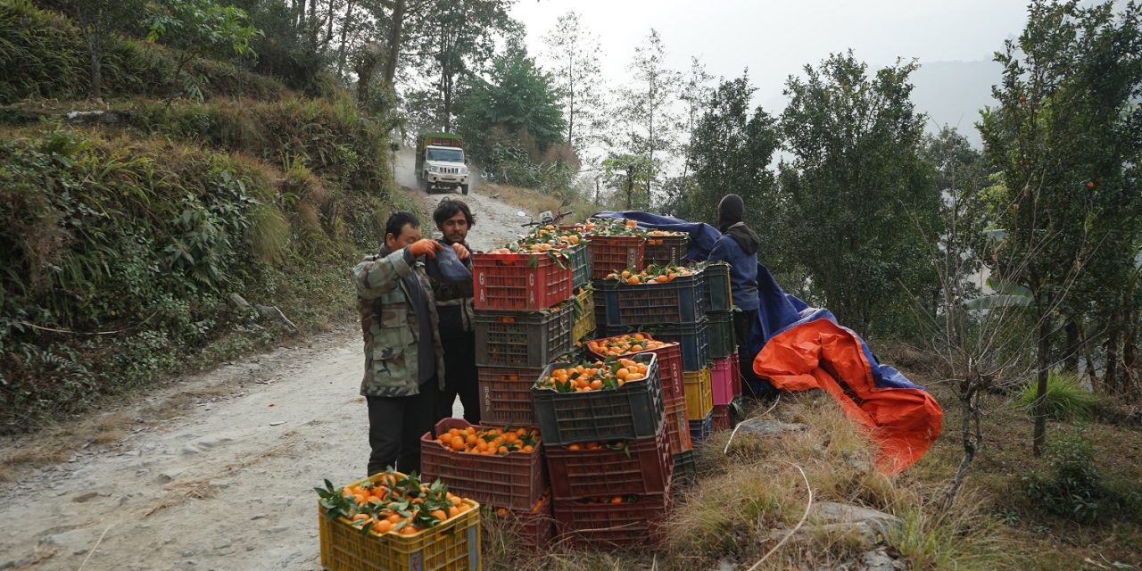 म्याग्दीमा सुन्तला उत्पादन २५ प्रतिशतले बढ्यो