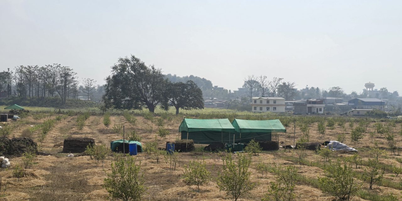 ‘सिभिल इन्जिनियर’ अध्ययन गरेर व्यावसायिक कागतीखेतीमा रमाउँदै घोराहीका प्रतीक