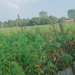 दाङका उदाहरणीय कृषक भिमकान्त भन्छन् : कृषिमा युवालाई आकर्षिक गर्नुपर्छ