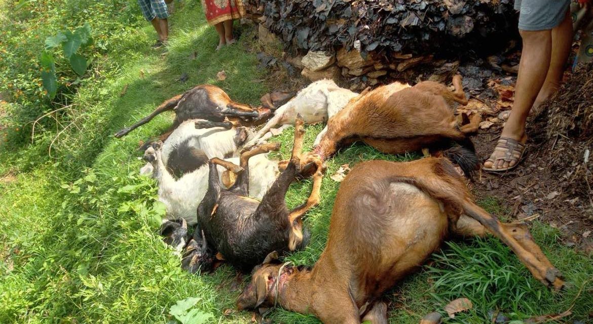 अछाममा चितुवाको आक्रमण : १० वटा बाख्रा मरे