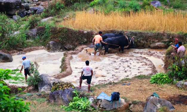 हलगोरु पाल्ने १७८ किसानले पाए पोषणभत्ता