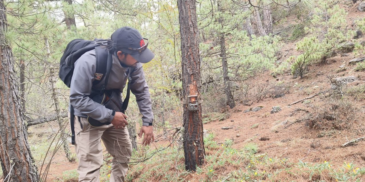मुस्ताङको तीन पालिकामा हिउँ चितुवा सर्वेक्षण