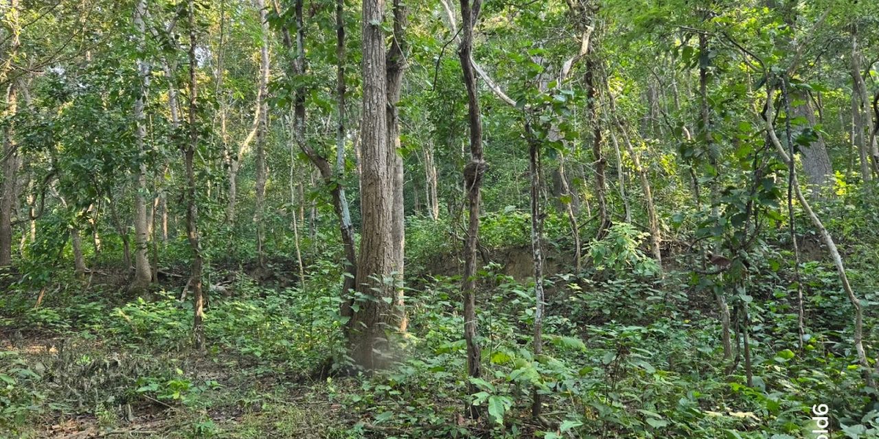 बाँकेमा दुई हजार ५७८ हेक्टर क्षेत्रमा चक्ला वन निर्माण