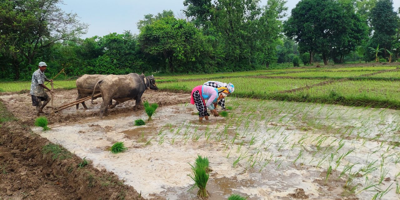 परेन पानी, भएन रोपाइँ