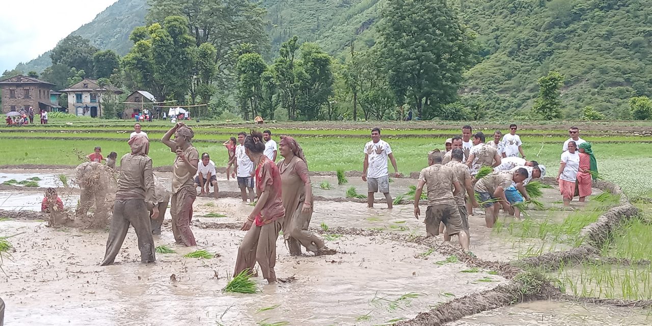 असार १५ : देशभर रोपाइँसहित दहीचिउरा खाएर मनाइयो (तस्बिर)