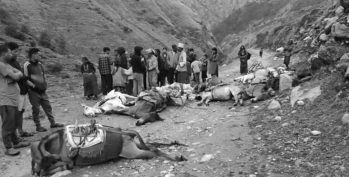 करेन्ट लागेर मुगुमा दश खच्चर मरे