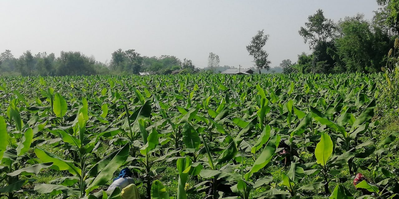 केराखेतीबाट १५ लाख आम्दानी गरेका टेकेन्द्र भन्छन् : स्वदेशमै आत्मनिर्भर बन्न सकिन्छ