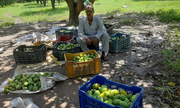 आँप बिक्रीबाट वार्षिक आठ लाख बचत