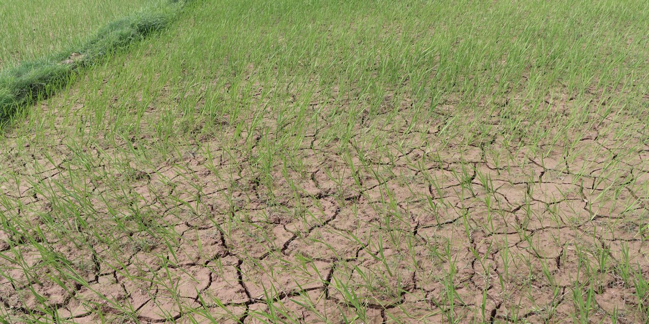 मधेशका सुक्खाग्रस्त क्षेत्रमा बेलायती संस्थाले सहयोग गर्ने