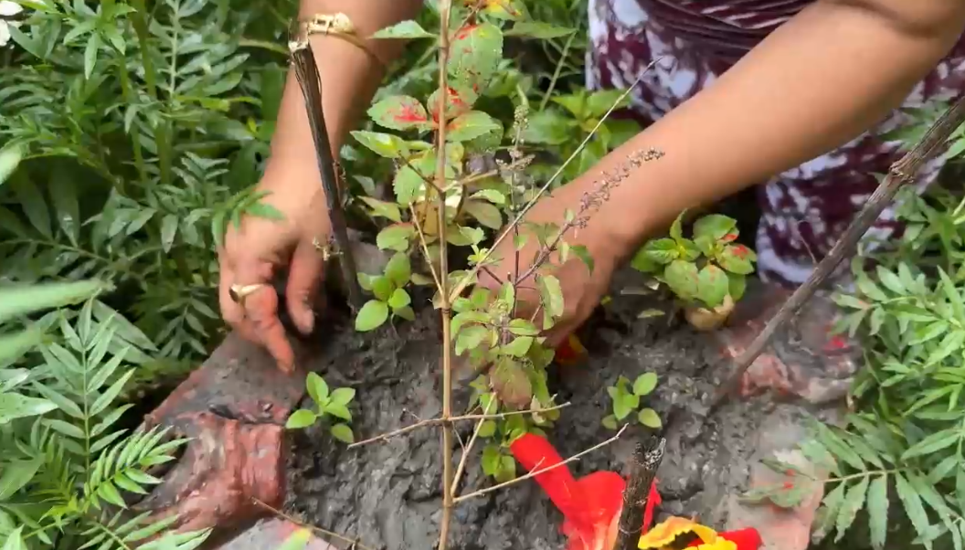 आषाढ शुक्ल एकादशी : घरघरमा तुलसीको विरुवा सारियो