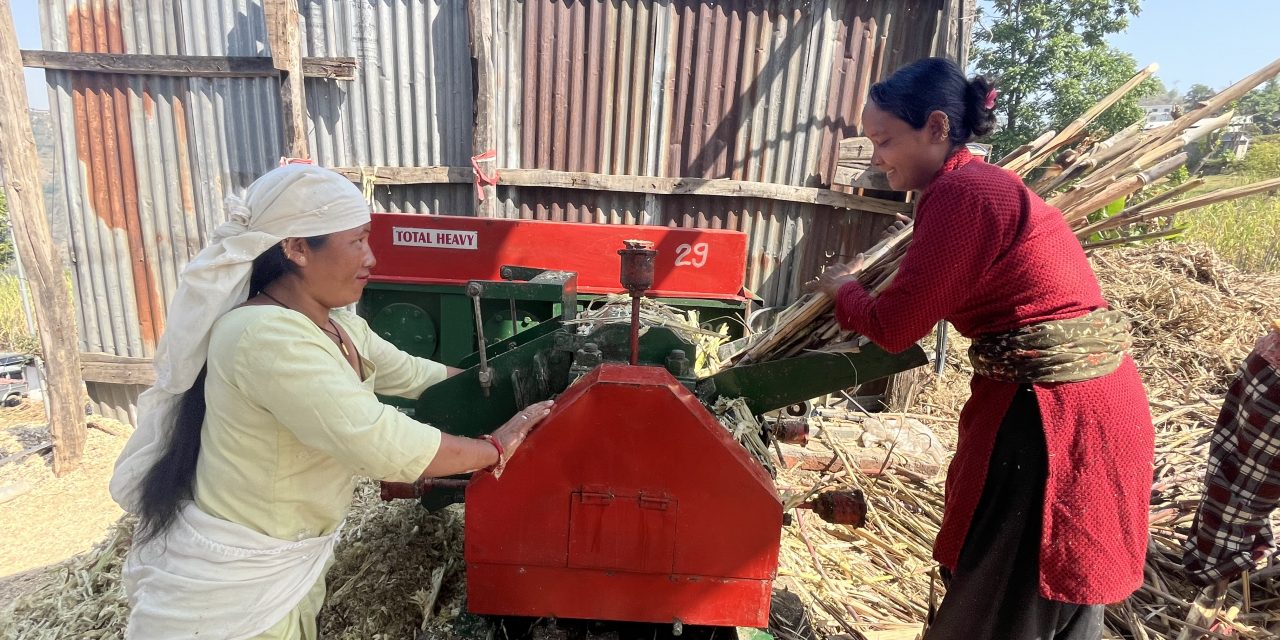 बाँझिएका बारीहरुमा उखुखेती लगाउँदा