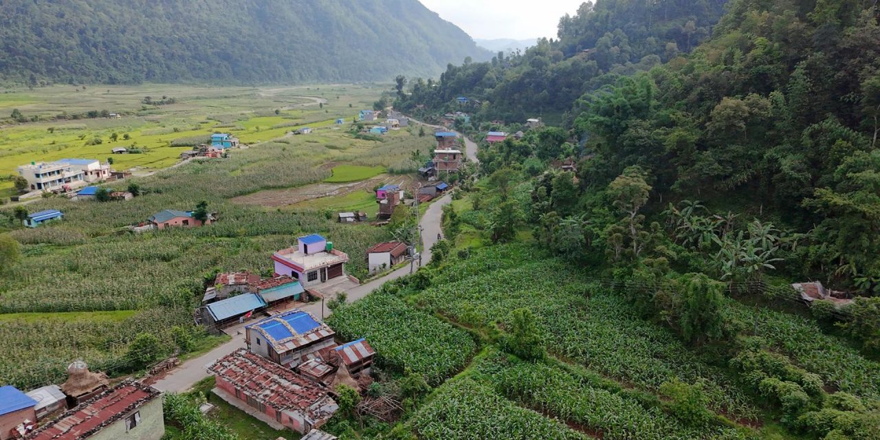 चार हजारभन्दा बढी क्षेत्रफलमा मकै बीउ प्रवर्द्धन कार्यक्रम सञ्चालन