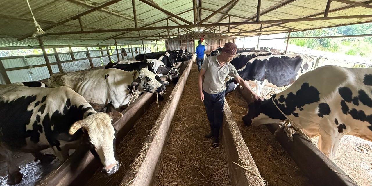 गाईपालनबाट मासिक तीन लाख ५० हजार आम्दानी