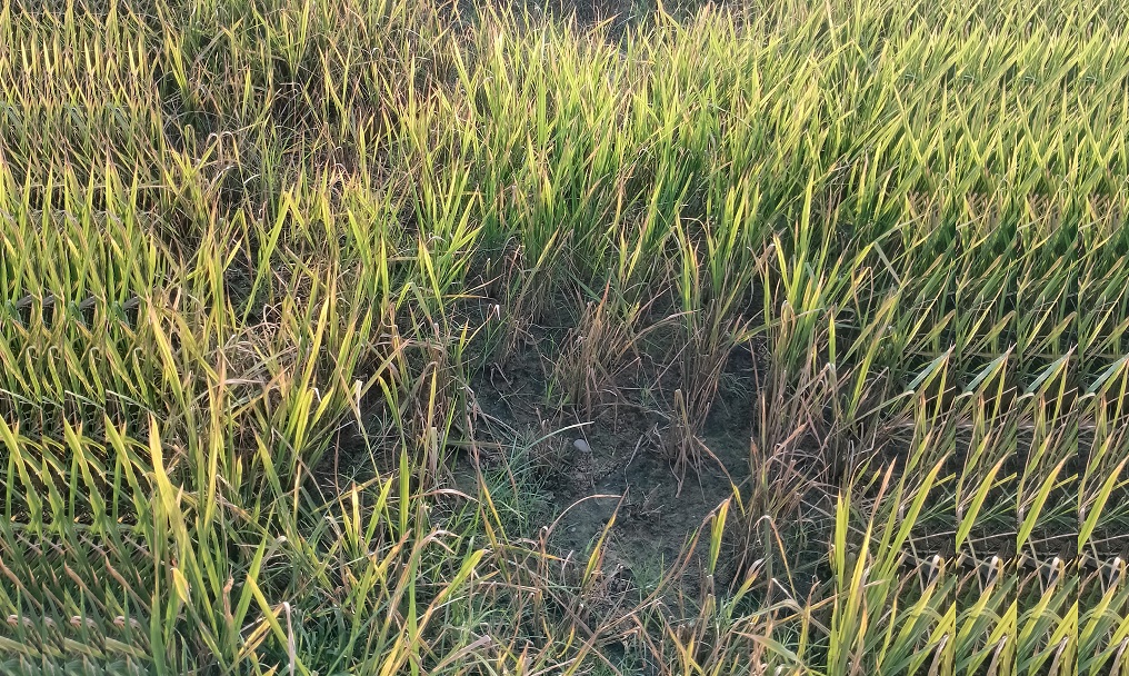धान बालीमा डढुवा रोग