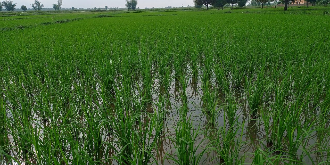 साउन सकिँदा महोत्तरीमा करिब ७५ प्रतिशत रोपाइँ