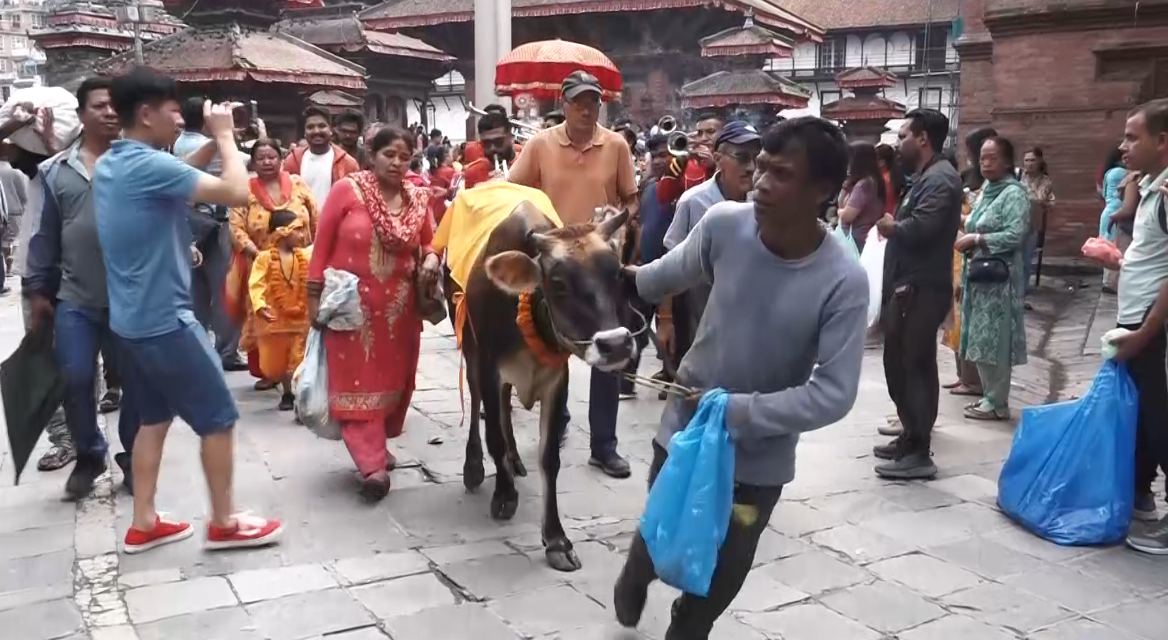 काठमाडौँमा मनाइयो गाइजात्रा
