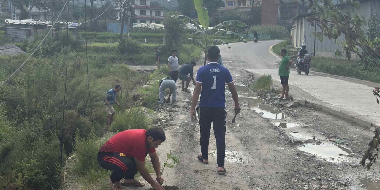 सडकमै केराको बोट रोपेर विरोध 