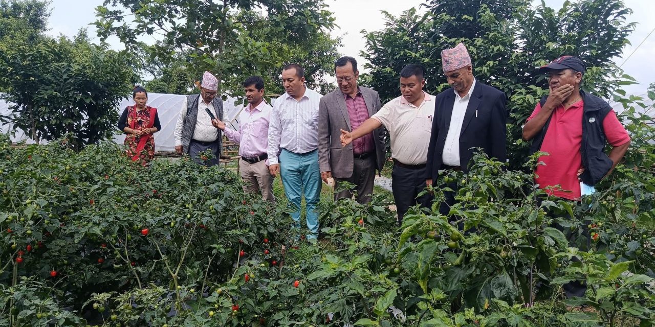 भीमादमा व्यावसायिक अकबरे खुर्सानीखेती