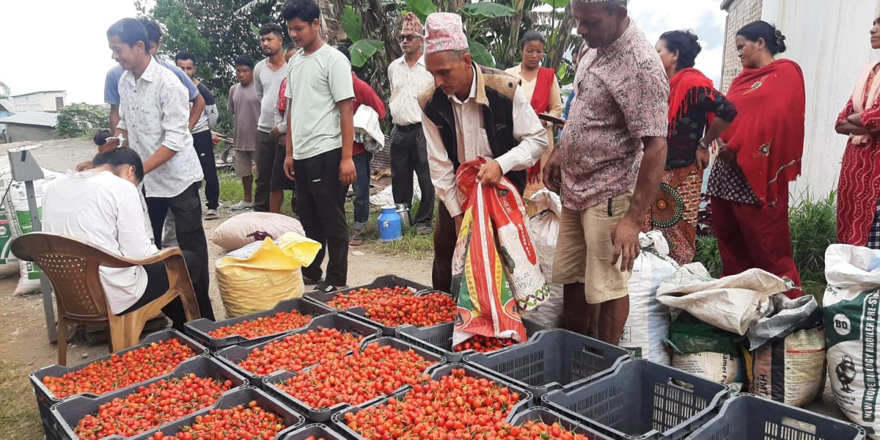 अकबरे खुर्सानीबाटै लाखौँ आम्दानी