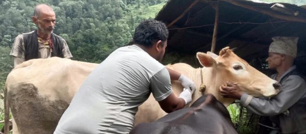 लम्पी स्किनविरुद्ध ६ हजार बढी चौपायालाई खोप